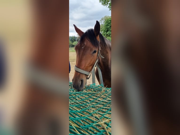 Oldenbourg Hongre 3 Ans 163 cm Bai in Müncheberg