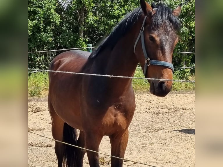 Oldenbourg Hongre 3 Ans 163 cm Bai in Müncheberg