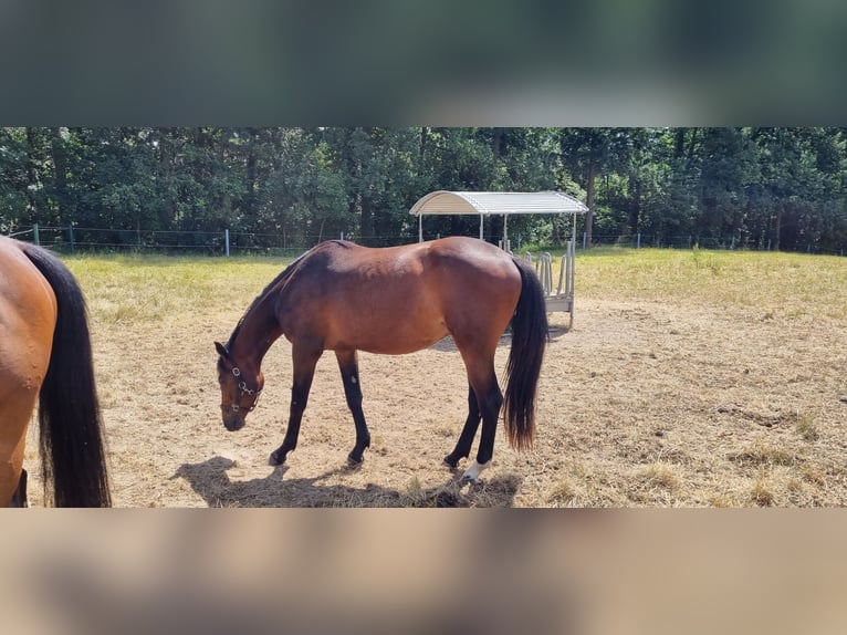 Oldenbourg Hongre 3 Ans 163 cm Bai in Müncheberg