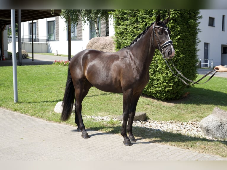 Oldenbourg Hongre 3 Ans 163 cm Noir in Groß Kreutz