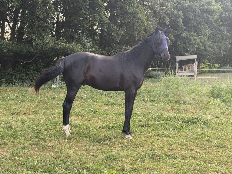 Oldenbourg Hongre 3 Ans 163 cm Noir in Buch