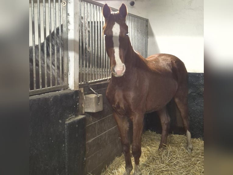 Oldenbourg Hongre 3 Ans 164 cm Alezan brûlé in Ehrenburg