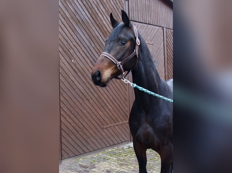 Oldenbourg Hongre 3 Ans 164 cm Bai brun in Garrel