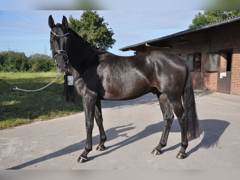 Oldenbourg Hongre 3 Ans 164 cm Bai brun foncé in Lindhorst