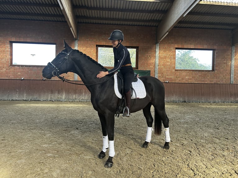 Oldenbourg Hongre 3 Ans 164 cm Bai brun foncé in Lindhorst