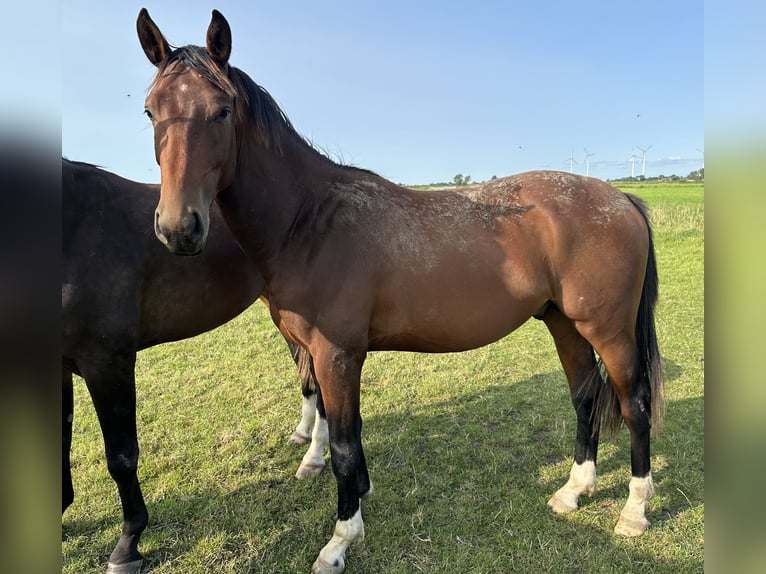 Oldenbourg Hongre 3 Ans 164 cm Bai in Bad Zwischenahn