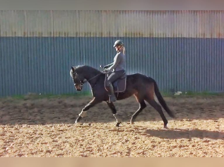 Oldenbourg Hongre 3 Ans 164 cm Bai in Havelaue