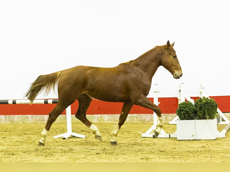 Oldenbourg Hongre 3 Ans 164 cm  in Waddinxveen