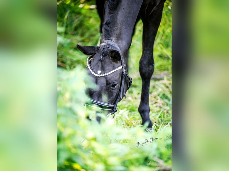 Oldenbourg Hongre 3 Ans 164 cm Noir in Ober-Ramstadt