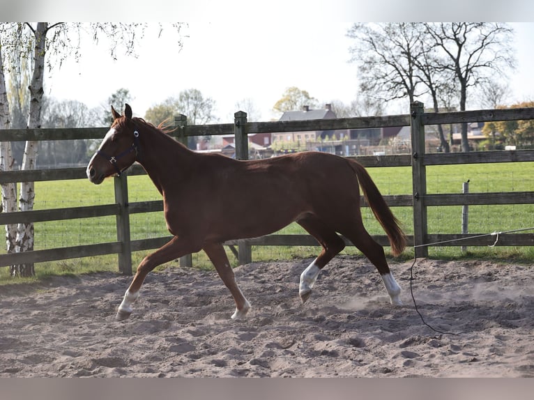 Oldenbourg Hongre 3 Ans 165 cm Alezan brûlé in Kalmthout