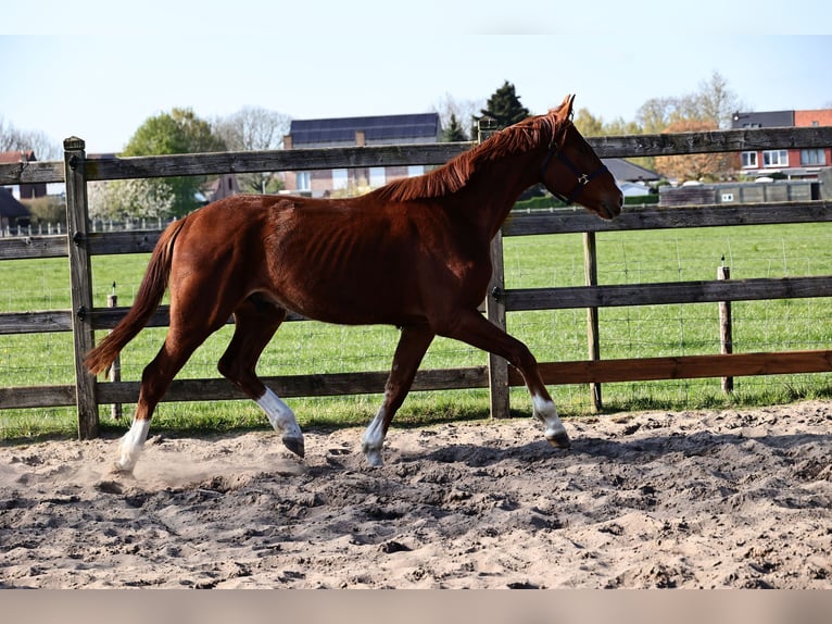 Oldenbourg Hongre 3 Ans 165 cm Alezan brûlé in Kalmthout