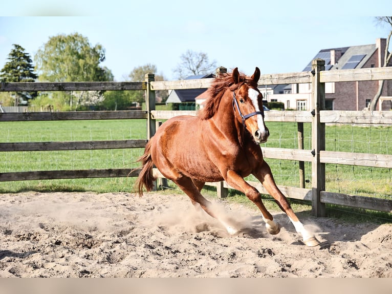 Oldenbourg Hongre 3 Ans 165 cm Alezan brûlé in Kalmthout
