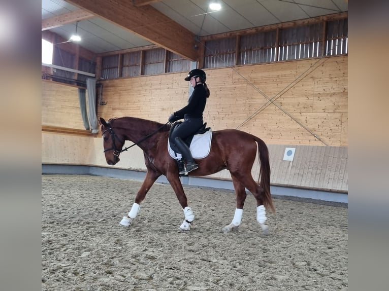 Oldenbourg Hongre 3 Ans 165 cm Alezan in Neupotz