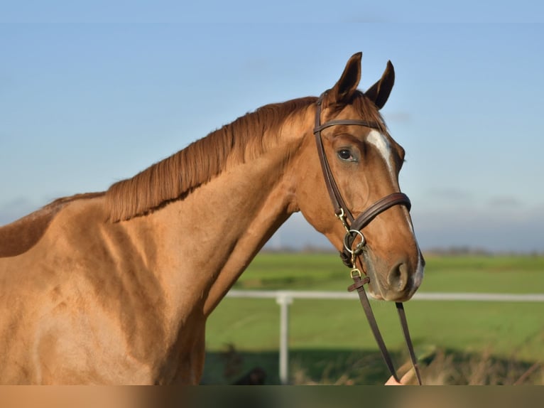 Oldenbourg Hongre 3 Ans 165 cm Alezan in Geilenkirchen