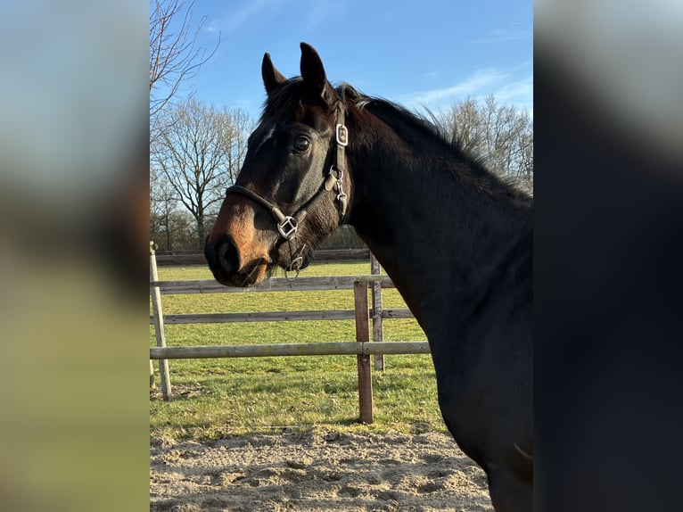 Oldenbourg Hongre 3 Ans 165 cm Bai brun in Blunk