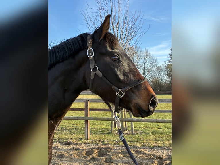 Oldenbourg Hongre 3 Ans 165 cm Bai brun in Blunk