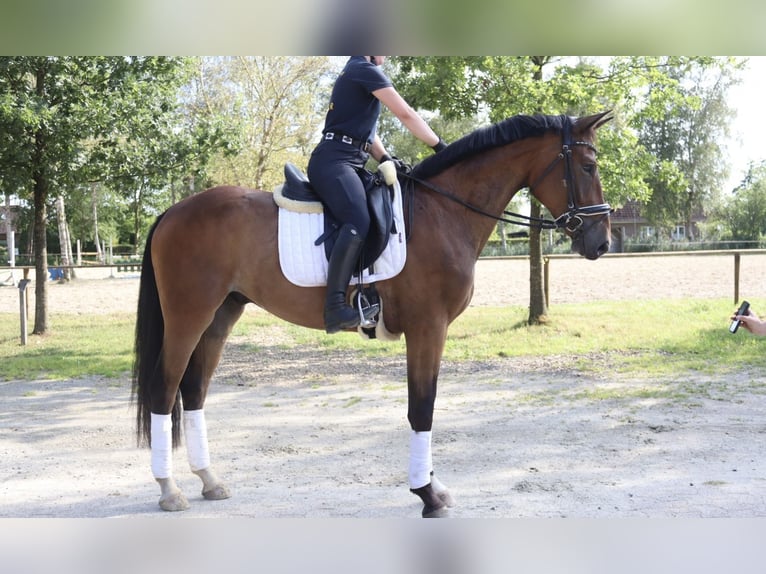 Oldenbourg Hongre 3 Ans 165 cm Bai in Wingst