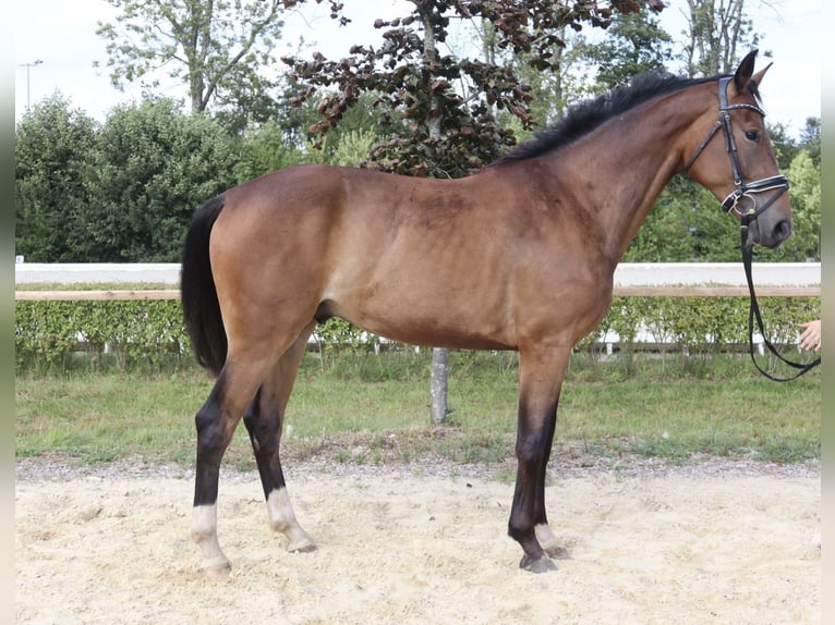 Oldenbourg Hongre 3 Ans 165 cm Bai in Wingst