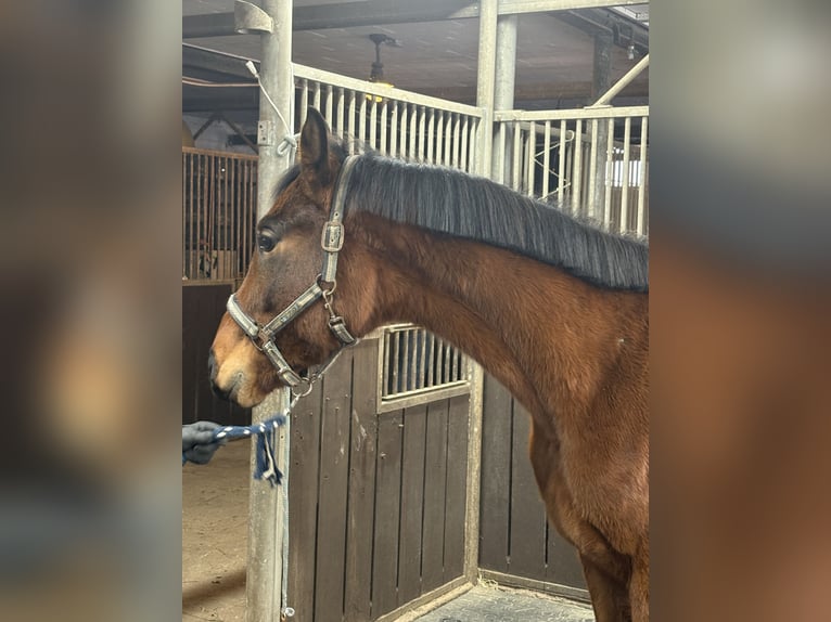 Oldenbourg Hongre 3 Ans 165 cm Bai in Bad Oeynhausen