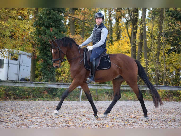 Oldenbourg Hongre 3 Ans 165 cm Bai in Flobecq