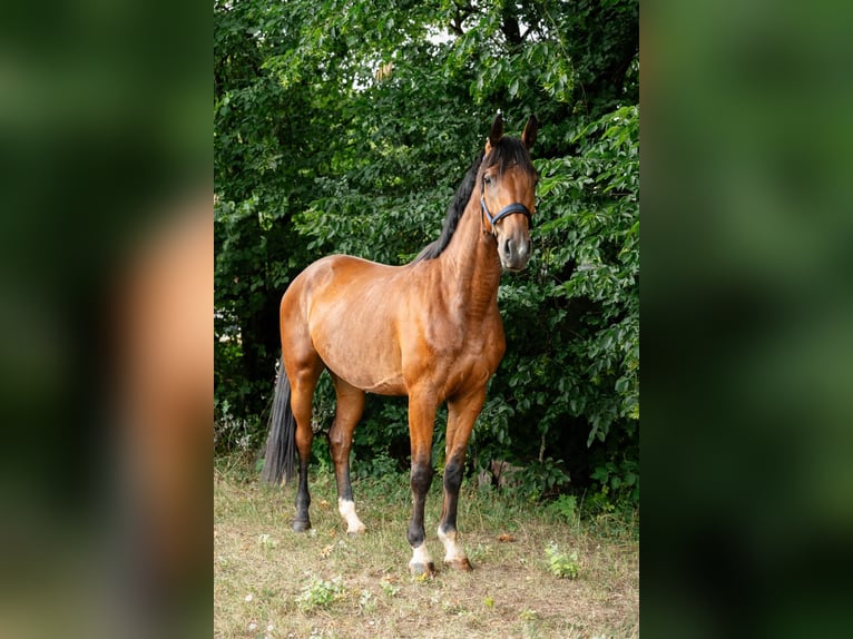Oldenbourg Hongre 3 Ans 165 cm Bai in Überherrn