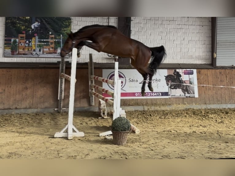 Oldenbourg Hongre 3 Ans 165 cm Bai in H&#xFC;nxe