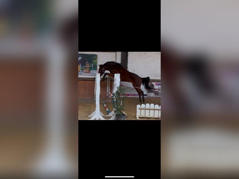 Oldenbourg Hongre 3 Ans 165 cm Bai in Hünxe
