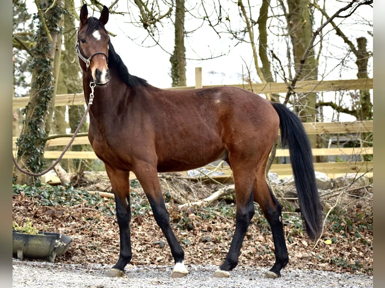 Oldenbourg Hongre 3 Ans 165 cm Bai in Flobecq