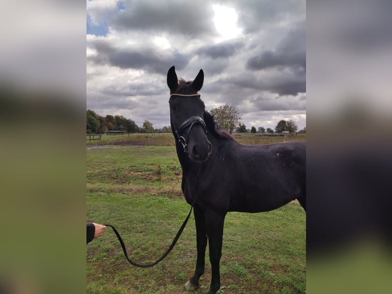 Oldenbourg Hongre 3 Ans 165 cm Noir in Mühlenberge