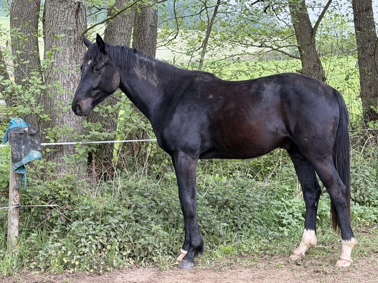 Oldenbourg Hongre 3 Ans 165 cm Noir in Buch