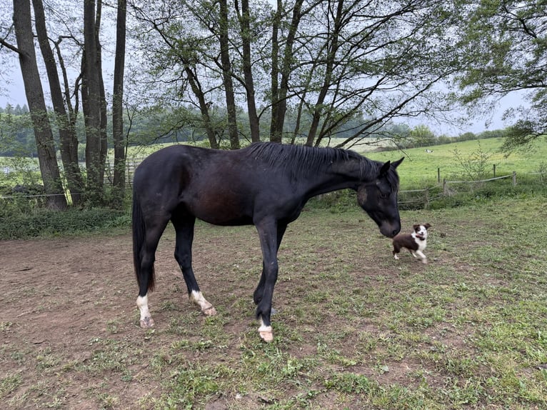 Oldenbourg Hongre 3 Ans 165 cm Noir in Buch