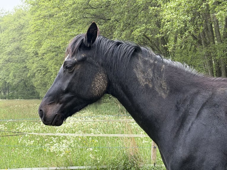 Oldenbourg Hongre 3 Ans 165 cm Noir in Buch