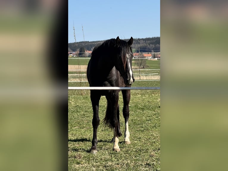 Oldenbourg Hongre 3 Ans 165 cm Noir in Wehringen