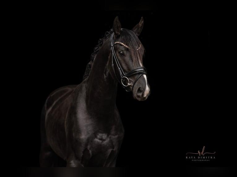 Oldenbourg Hongre 3 Ans 165 cm Noir in Wehringen