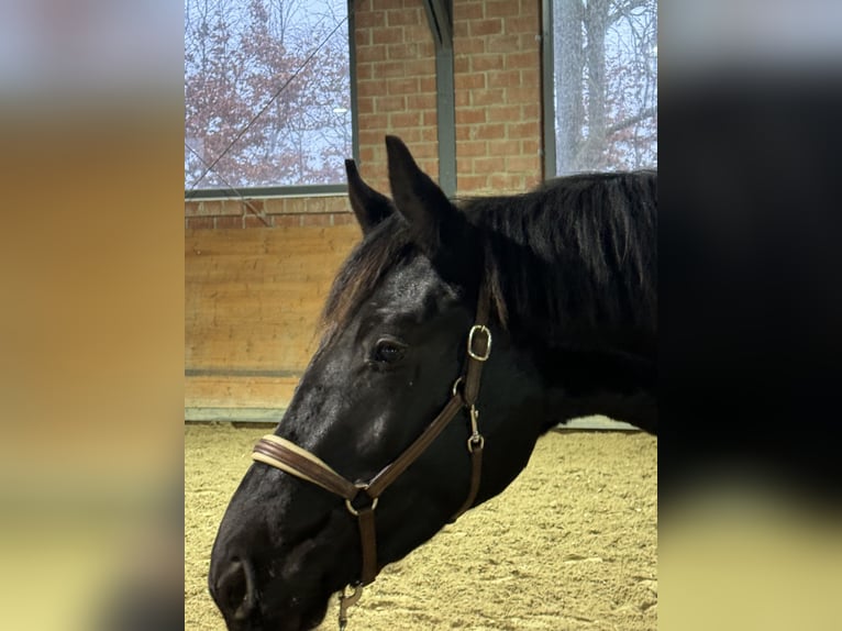 Oldenbourg Hongre 3 Ans 165 cm Noir in Sankt Augustin