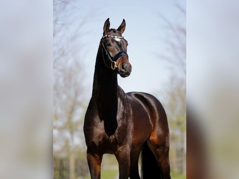 Oldenbourg Hongre 3 Ans 166 cm Bai brun foncé in Diepholz