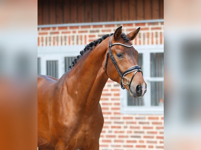 Oldenbourg Hongre 3 Ans 166 cm Bai in Bramsche