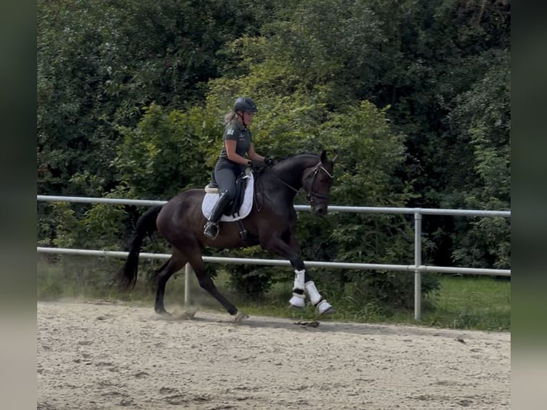 Oldenbourg Hongre 3 Ans 166 cm Bai in Bassum