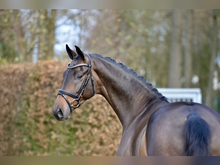 Oldenbourg Hongre 3 Ans 166 cm Bai in Vechta