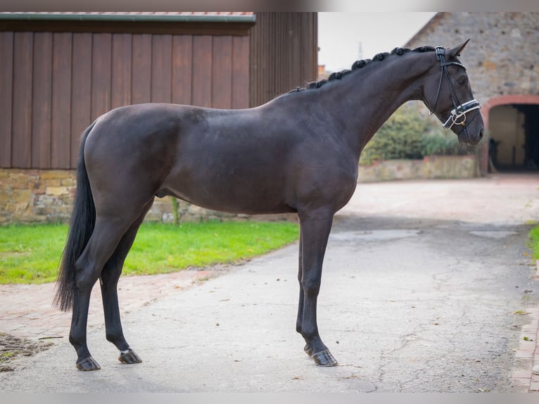 Oldenbourg Hongre 3 Ans 166 cm Noir in Bramsche