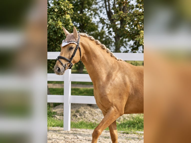 Oldenbourg Hongre 3 Ans 166 cm Palomino in Krummhörn