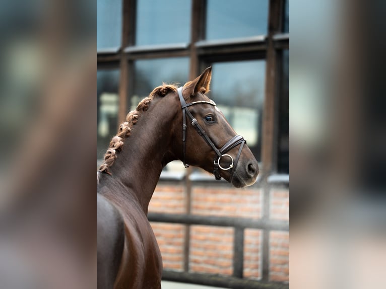 Oldenbourg Hongre 3 Ans 167 cm Alezan brûlé in Heidesheim am Rhein