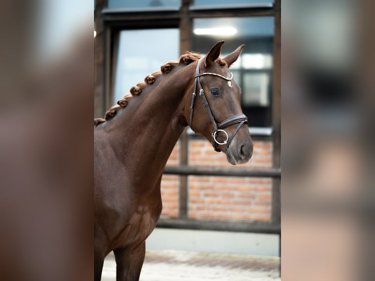 Oldenbourg Hongre 3 Ans 167 cm Alezan brûlé in Heidesheim am Rhein