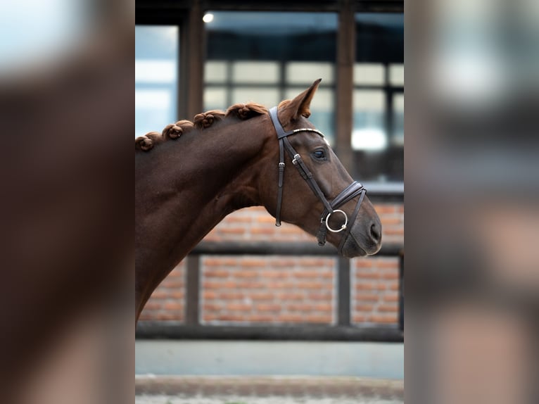 Oldenbourg Hongre 3 Ans 167 cm Alezan brûlé in Heidesheim am Rhein