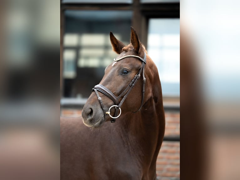 Oldenbourg Hongre 3 Ans 167 cm Alezan brûlé in Heidesheim am Rhein
