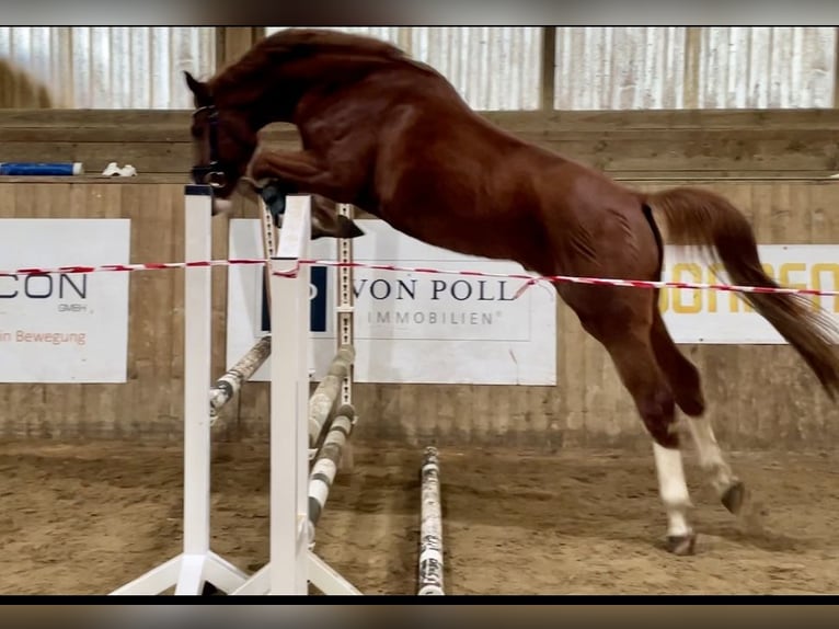 Oldenbourg Hongre 3 Ans 167 cm Alezan in LupendorfMoltzow