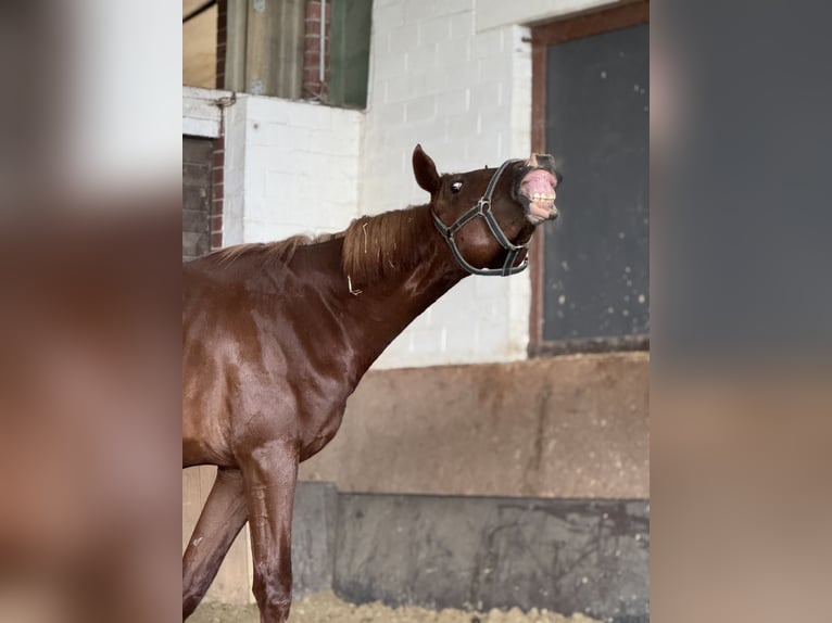 Oldenbourg Hongre 3 Ans 167 cm Alezan in Versmold
