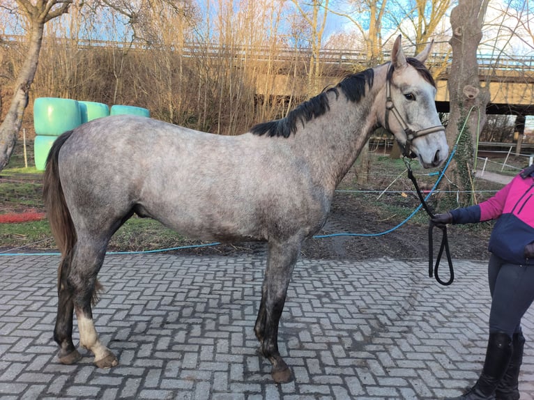 Oldenbourg Hongre 3 Ans 167 cm Aubère in Emden