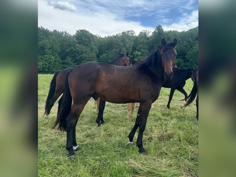 Oldenbourg Hongre 3 Ans 167 cm Bai brun in Überlingen