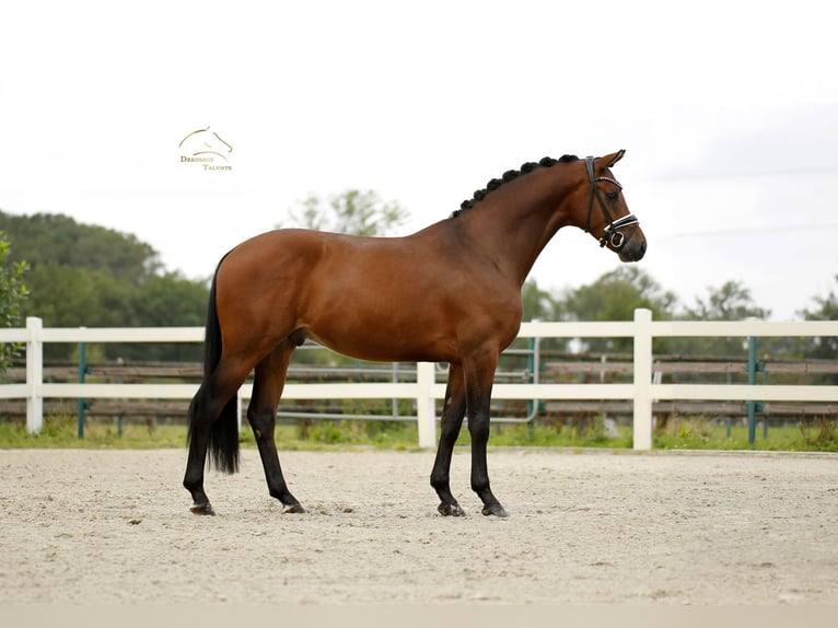 Oldenbourg Hongre 3 Ans 167 cm Bai in Vechta